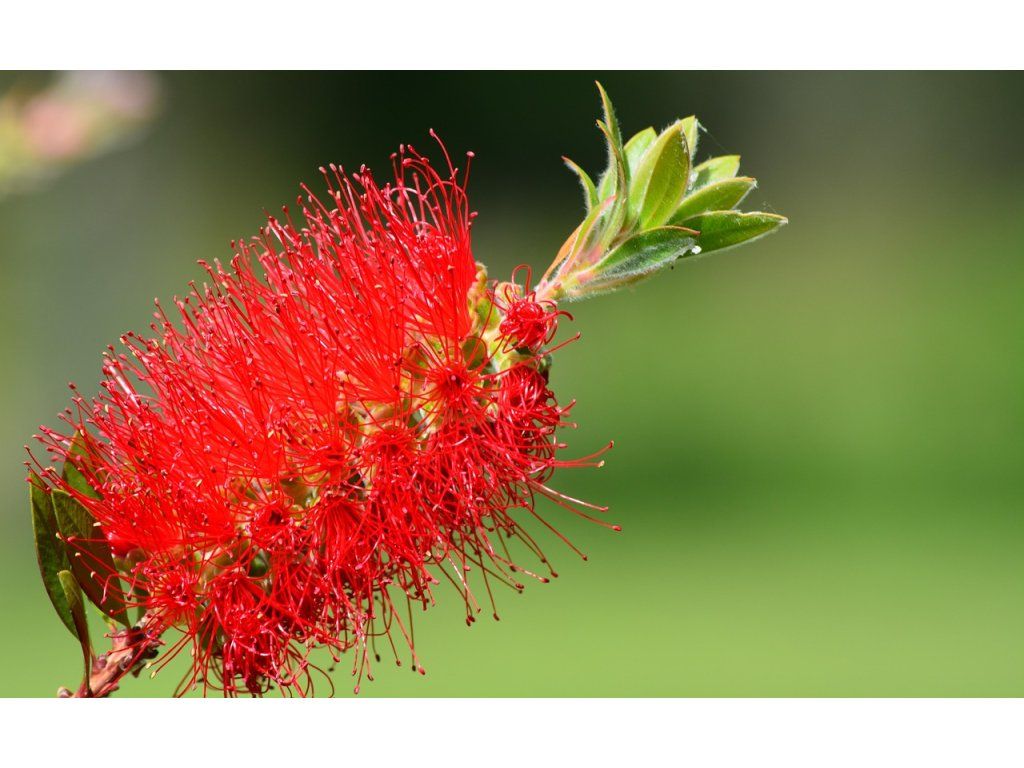 lobozunino callistemon 1903172 1280