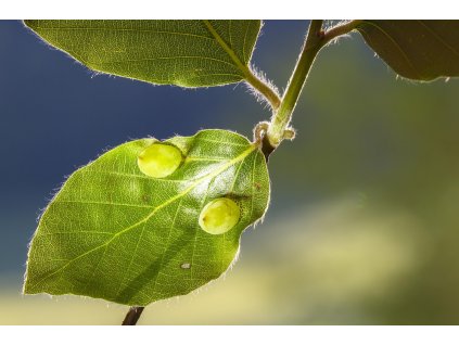 Fagus sylvatica ´Dawyck´ 2