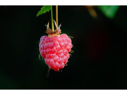 manfredrichter raspberry 3533909 1280