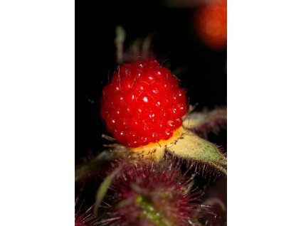 Ostružiník nutkajský DORMAN RED