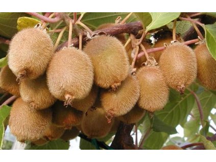 KIWI - Actinidia chinensis Yennie-Jenny