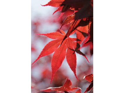 kulala13 leaves 4162850 1280