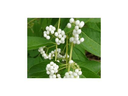 Krásnoplodka japonská ´Leucocarpa´