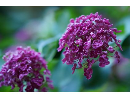 common lilac 7450578 1280