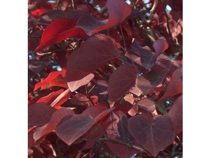 Zmarlika kanadská ´Forest Pansy´ K3