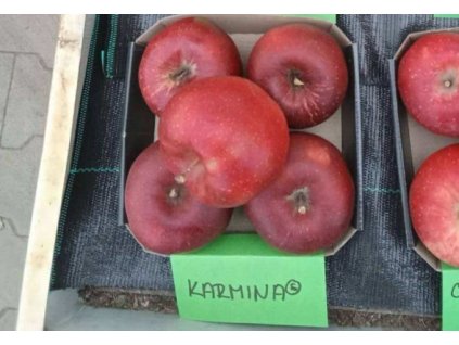 Jabloň KARMÍNA - M26