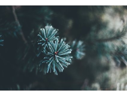 Jedle španělská ´Glauca