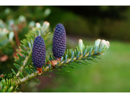 Jedle korejská ´Hurstnans Silberlocke