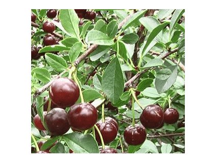 Keřová kanadská višeň CARMINE JEWELL v K0,5-K1