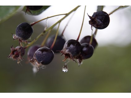 Amelanchier alnifolia ‘Edelweis