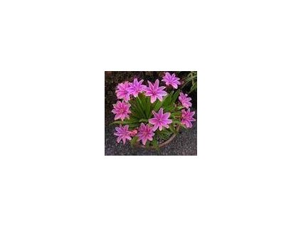 Lewisia longipetala LITTLE PLUM