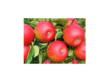 Jabloň RUBÍN - M26