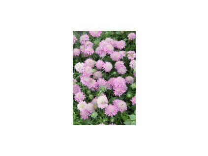 Hlaváč japonský PINK DIAMONDS