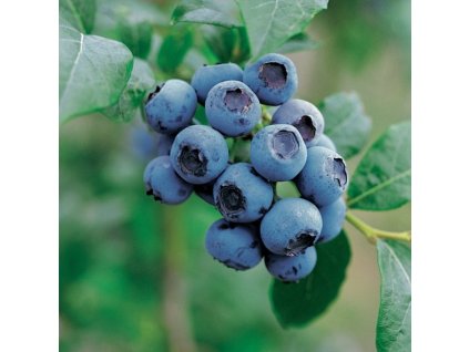 Borůvka kanadská BLUE CROP