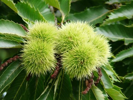 Castanea sativa jedlý kaštan