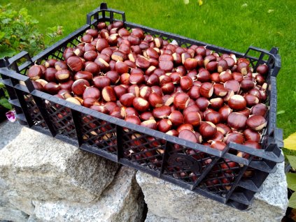 Kaštanovník setý (jedlý kaštan) - 51-80cm, QP