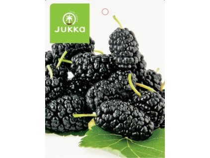 Moruše černá - 60-80cm