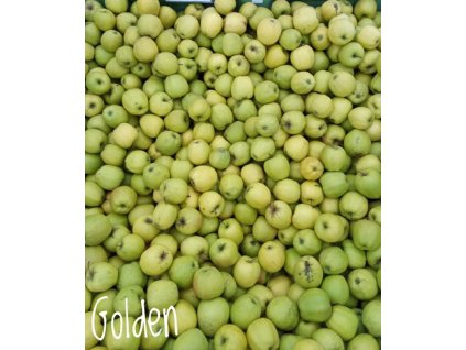 Jabloň GOLDEN DELICIOUS - M26