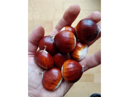 Kaštanovník setý (jedlý kaštan) - 60-80cm, K