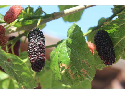 sergen1903 fruit 3342318