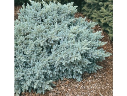 Jalovec stěsnaný ´Blue Star´