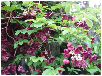 Akébie pětičetná (akebie) - 2leté