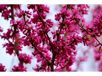 judas tree 8685211 1280