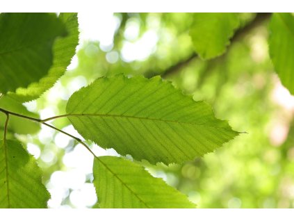 hans leaf 141627 1280