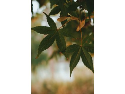 Javor dlanitolistý