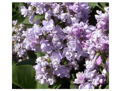 Šeřík obecný KATHERINA HAVEMEYER