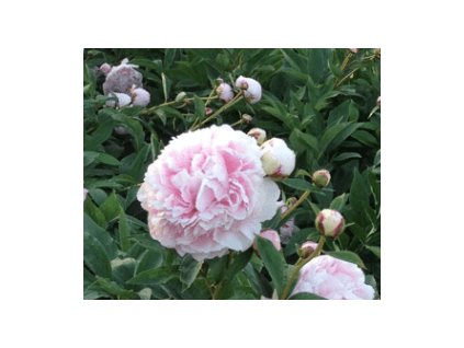 Pivoňka SARAH BERNHARDT