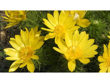 adonis vernalis 4125747 1280