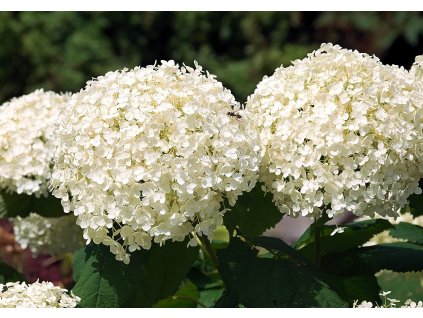 hydrangea 2749614 1280