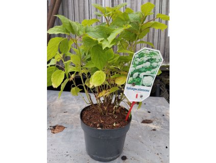 Hortenzie stromečkovitá ANNABELLE, K3