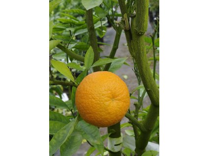 nova 20140106 1608102855