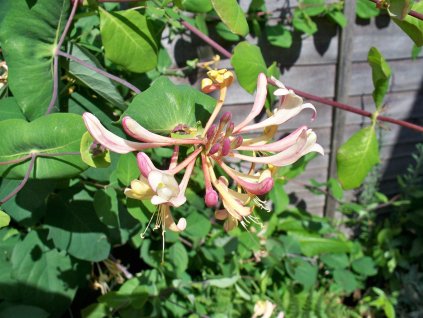 pollydot honeysuckle 269425 1280