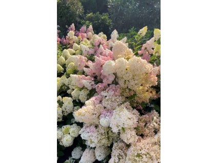 617350023 4527821904163692 7884864960371123553 n