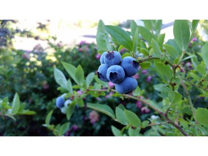 karikdickinson rubel blueberry 2918485 1280