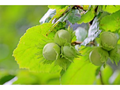 Líska Gunslebert (Corylus avellana)