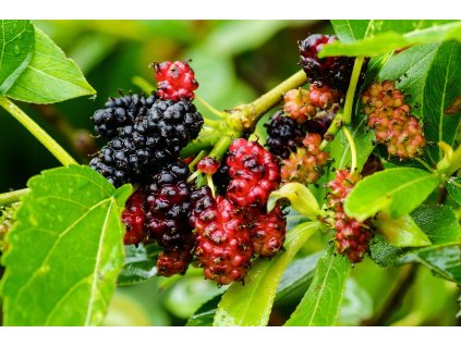 chulmin1700 mulberry 4814434 1280