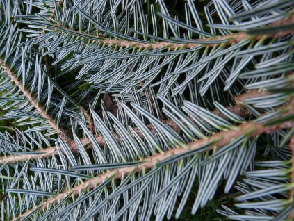 Abies alba
