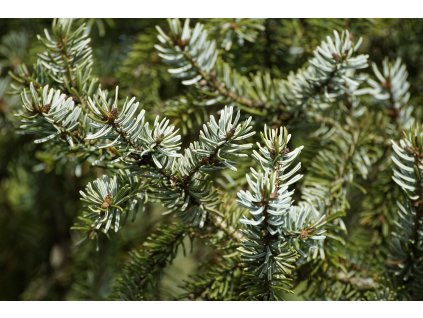 Jedle bělokorá ´Pendula´