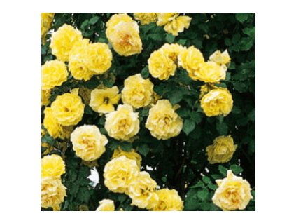 Růže ROYAL GOLD - pnoucí