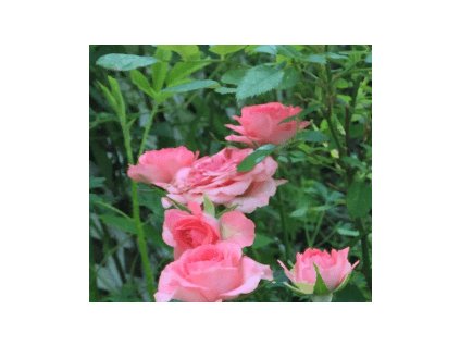 Růže PARADE - pnoucí