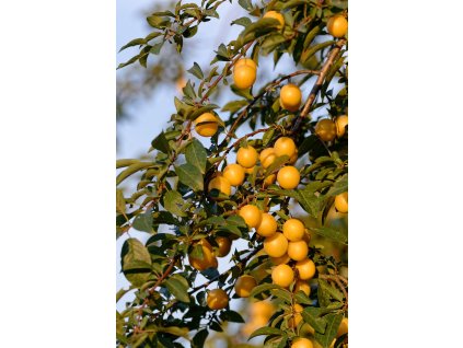 Slivoň Špendlík žlutý moravský myr.