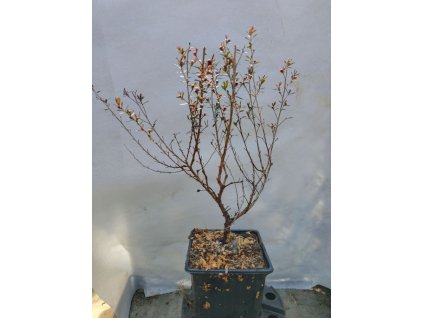 Balmín metlatý WINTER CHEER