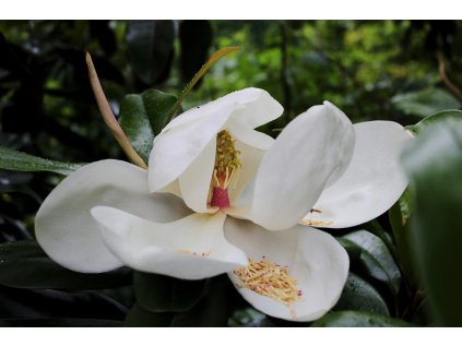 sonja kalee flower 3745086 1280