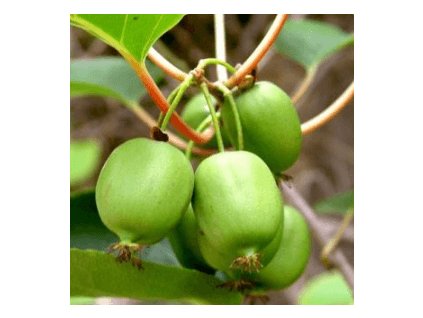 Kiwi - Aktinidie význačná KOKUWA - samice