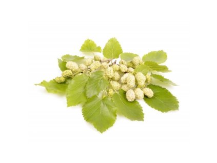 Moruše MIKULOV- km 120-130 cm