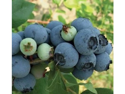 Borůvka kanadská DENIS BLUE